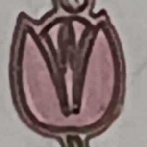 Pink Tulip Charm